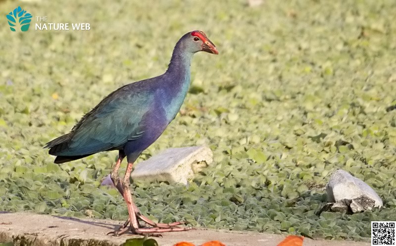 Grey-headed Swamphen